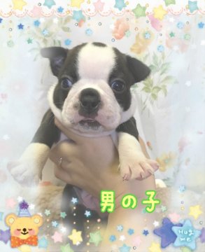 ボストンテリア【香川県・男の子・2018年9月6日・ボストンカラー】の写真「可愛い💕」