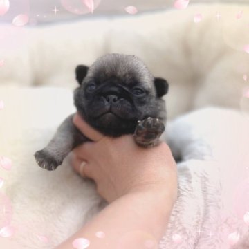 パグ【香川県・男の子・2023年4月18日・フォーン】の写真「丸顔の可愛い子です♡」