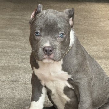 アメリカンブリー【香川県・男の子・2024年7月24日・ブルー】の写真「即決の方を優先します。」