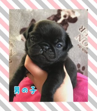 パグ【香川県・男の子・2019年5月2日・ブラック】の写真「実物の方がもっと可愛いです❤️」