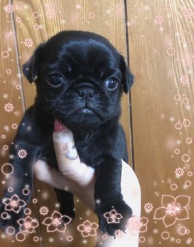 パグ【香川県・男の子・2019年3月5日・ブラック】の写真「コロンとしてます😊」