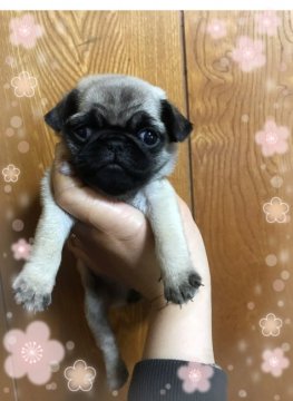 パグ【香川県・女の子・2019年3月5日・フォーン】の写真「小ぶりちゃんです😊」