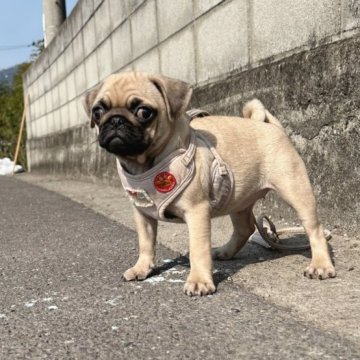 パグ【香川県・女の子・2022年12月11日・フォーン】の写真「目に傷があります🥺」