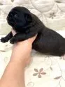 パグ【香川県・女の子・2021年5月5日・ブラック】の写真3