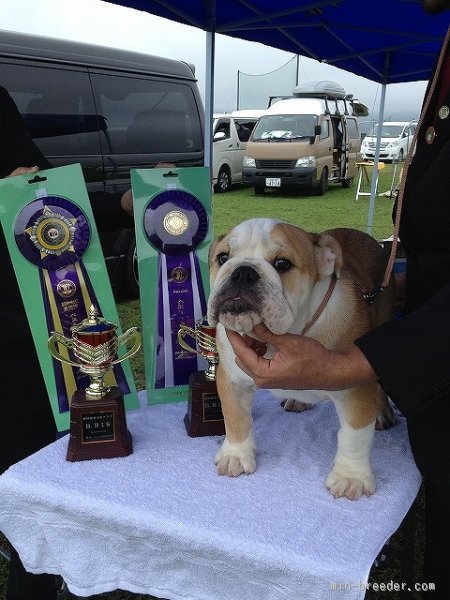 田中　亜紀(たなか　あき)ブリーダー(愛知県・ブルドッグなど・JKC登録)の紹介写真2