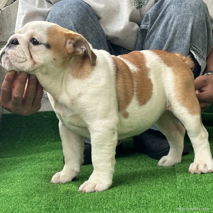 ブリーダー画像