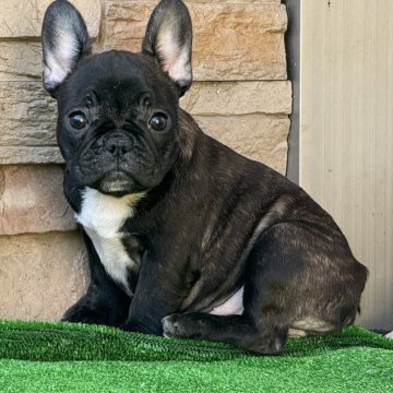 フレンチブルドッグ【愛知県・女の子・2025年7月29日・ブリンドル】の写真「小ぶりなブリンドル女の子です。」