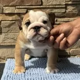 ブルドッグ