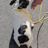 フレンチブルドッグ【愛知県・男の子・2025年7月29日・パイド】の写真7