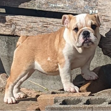 ブルドッグ【愛知県・女の子・2023年6月27日・レッド&ホワイト】の写真「骨格がしっかりあるがっちりした女の子」