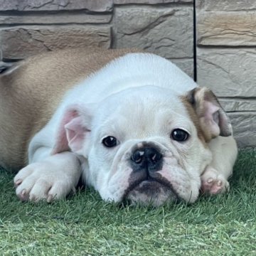 ブルドッグ【愛知県・女の子・2023年4月21日・レッド&ホワイト】の写真「綺麗なお顔の女の子」