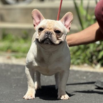 フレンチブルドッグ【愛知県・男の子・2023年4月1日・クリーム】の写真「かわいいクリーム男の子です」