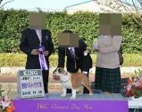 ブルドッグ【愛知県・男の子・2015年6月30日・レッド&ホワイト】の写真3