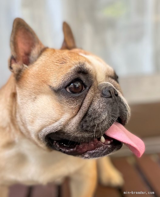 小川恵子ブリーダーのブログ：暑いですね🥵