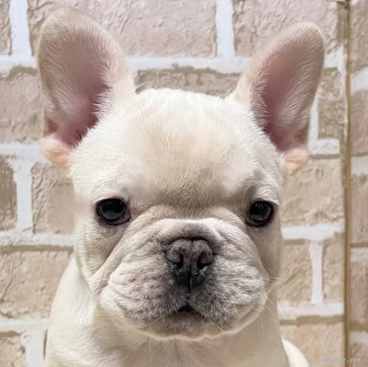 ID:2412-05153の子犬