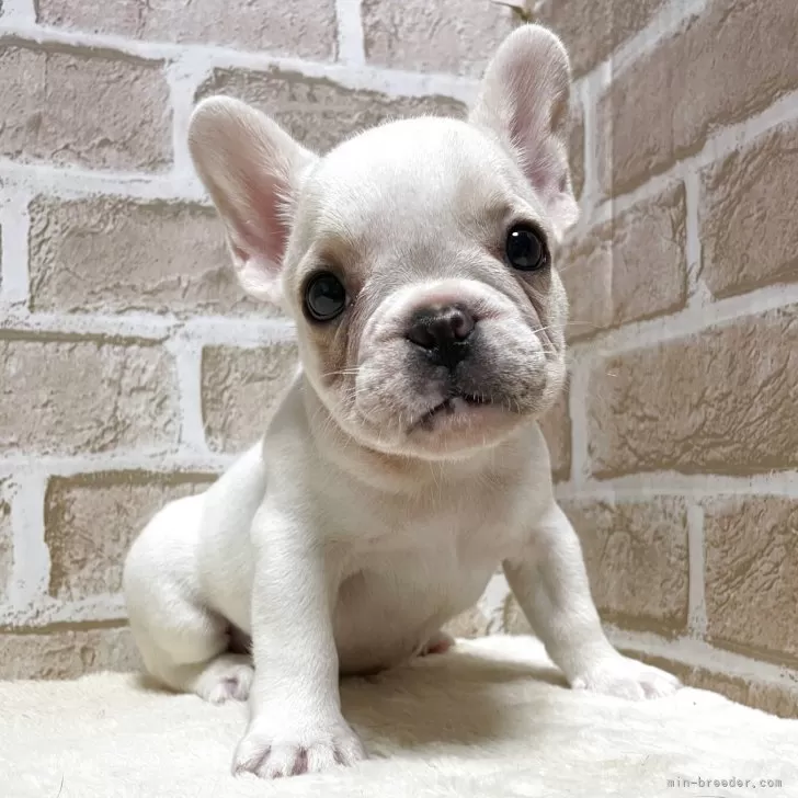 チャコ 様のお迎えした子犬