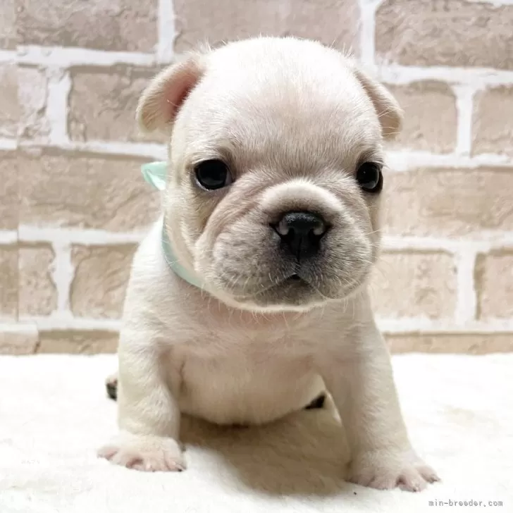 ID:2507-03077の子犬