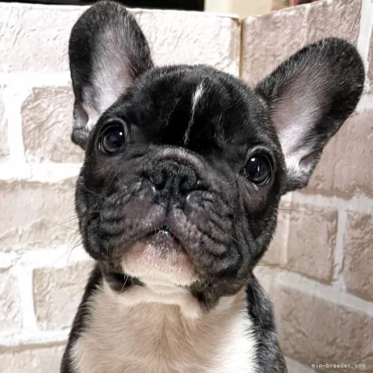 T.N 様のお迎えした子犬