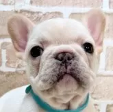 フレンチブルドッグ【千葉県・男の子・2024年11月15日・クリーム】の写真1「青リボンから水色リボンに変わりました🙇‍♀️つぶらなおめめが可愛いです❤️」