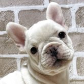フレンチブルドッグ