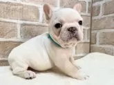フレンチブルドッグ【千葉県・男の子・2024年11月15日・クリーム】の写真2「お耳が立ちました👍」