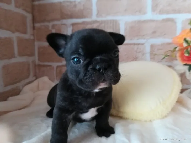 ID：1905-00297の子犬