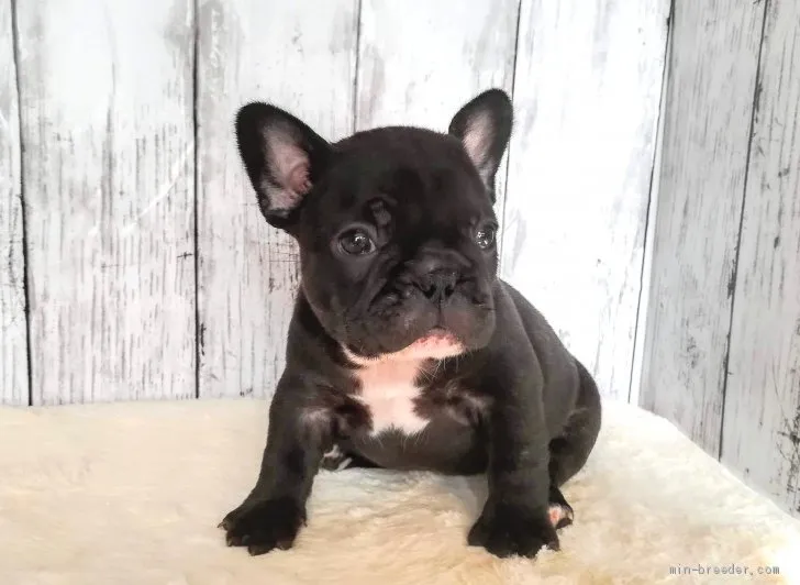 ID：1911-00760の子犬