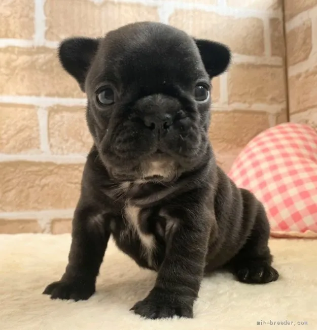 ID:2103-02371の子犬