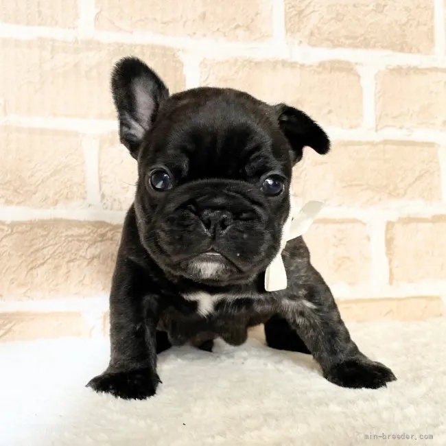 ID：2112-02608の子犬
