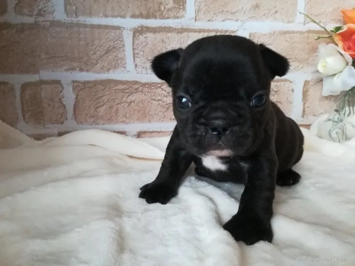 ID:1905-00309の子犬
