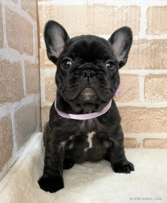 ロコママ 様のお迎えした子犬