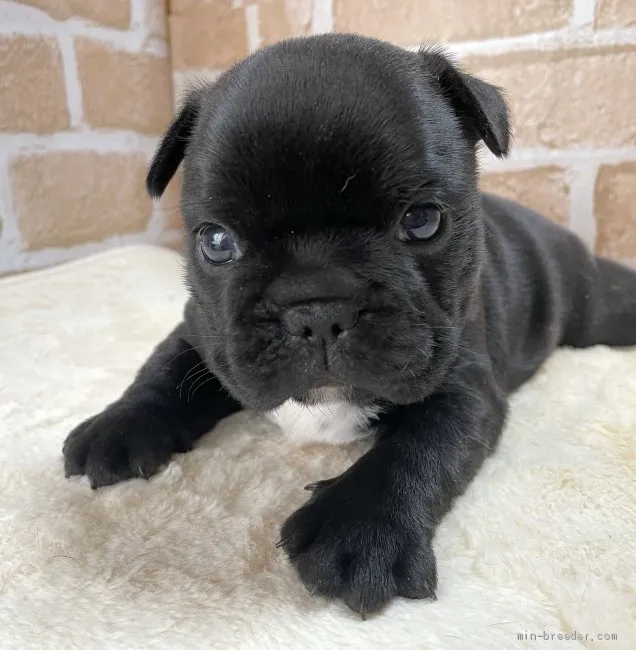 ID:2106-00343の子犬