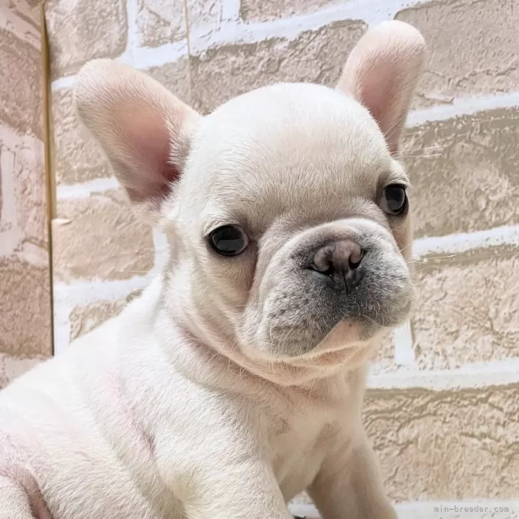 ID:2409-05368の子犬