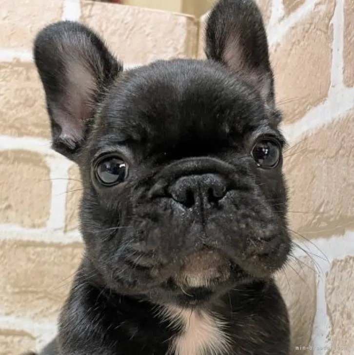 ID:2308-01717の子犬