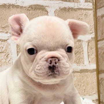 フレンチブルドッグ【千葉県・男の子・2024年8月30日・ホワイト】の写真「マシュマロボディーにつぶらな目の男の子🩵」