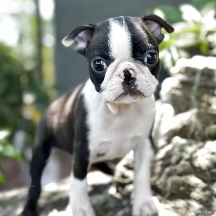 ID：2506-03985の子犬