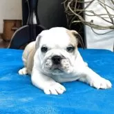 ブルドッグ
