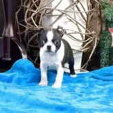 ボストンテリア