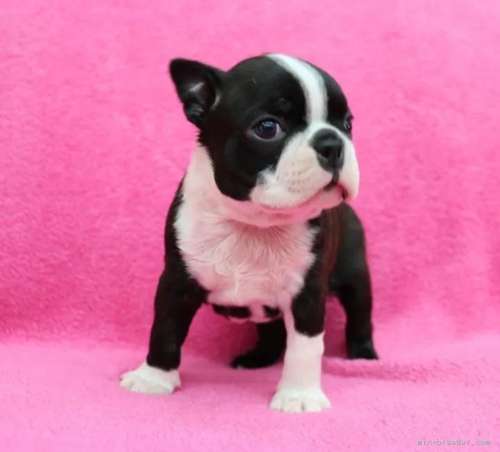 ID：1902-02894の子犬