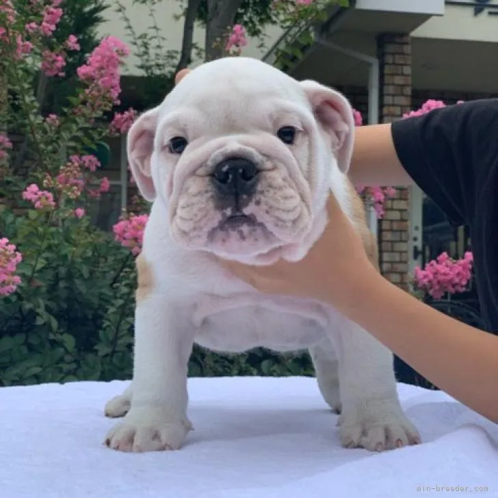 MARU530 様のお迎えした子犬