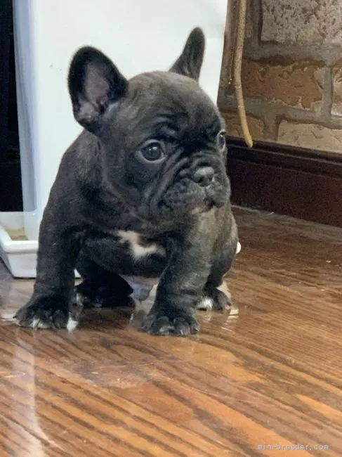 ID：2203-01249の子犬