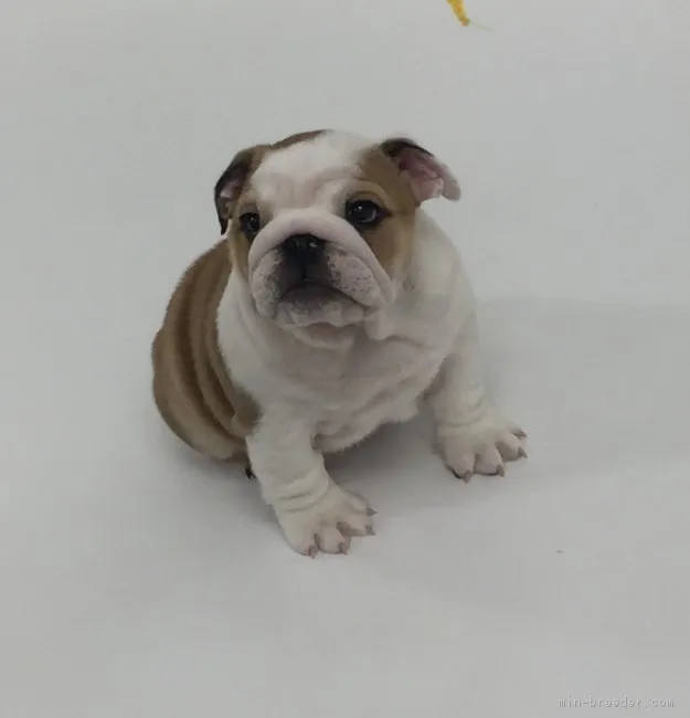 ID：1901-02967の子犬