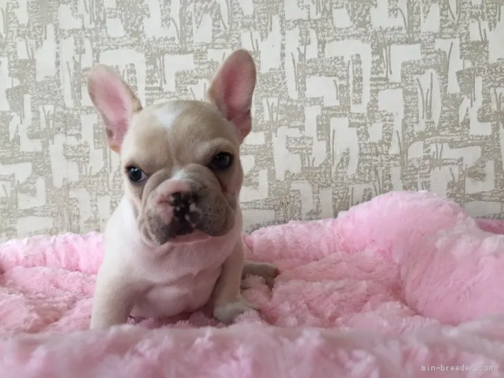 ID：1707-00455の子犬