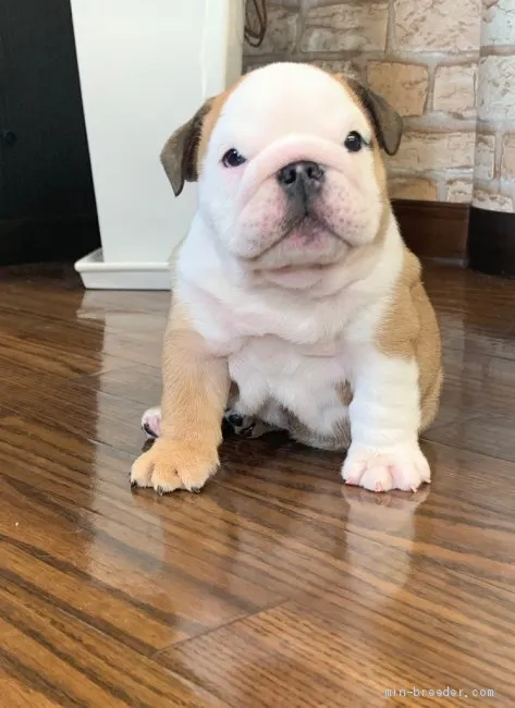 ID：2008-00664の子犬