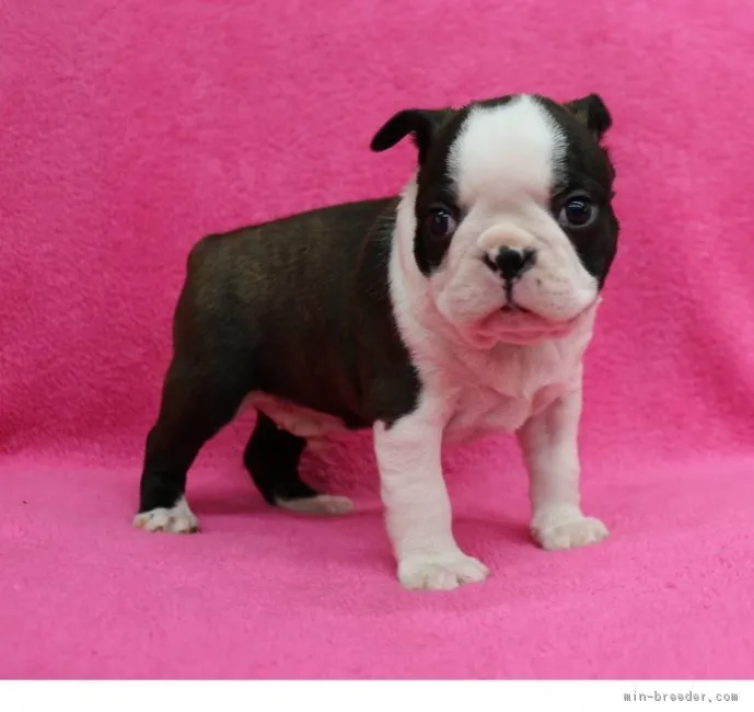 ID：1902-02889の子犬