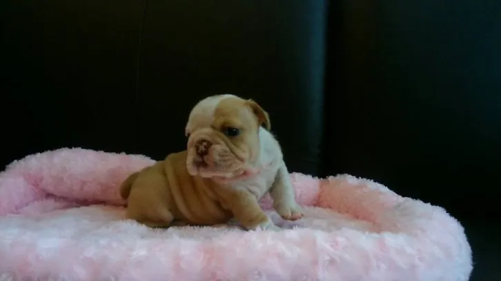 大豆君 様のお迎えした子犬