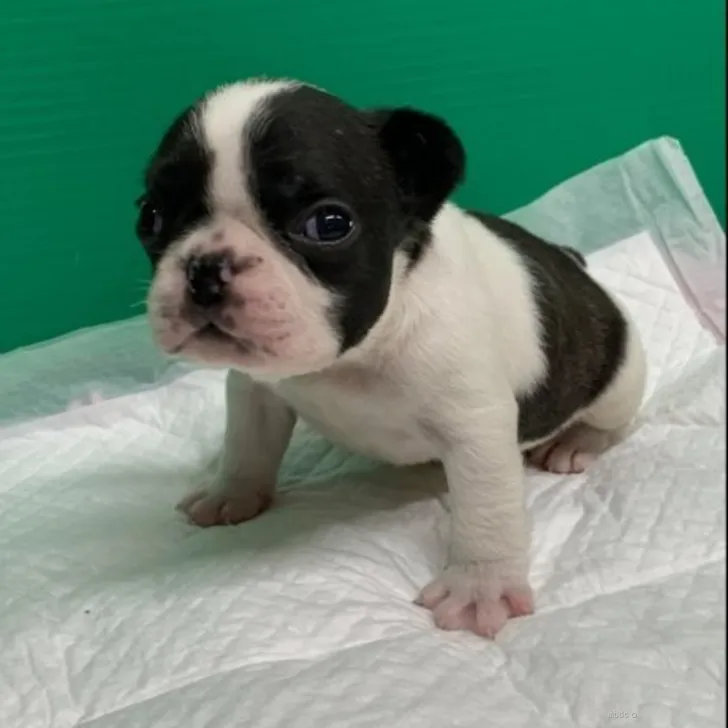 ID：2205-02375の子犬