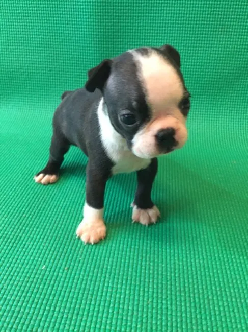 あっこ 様のお迎えした子犬