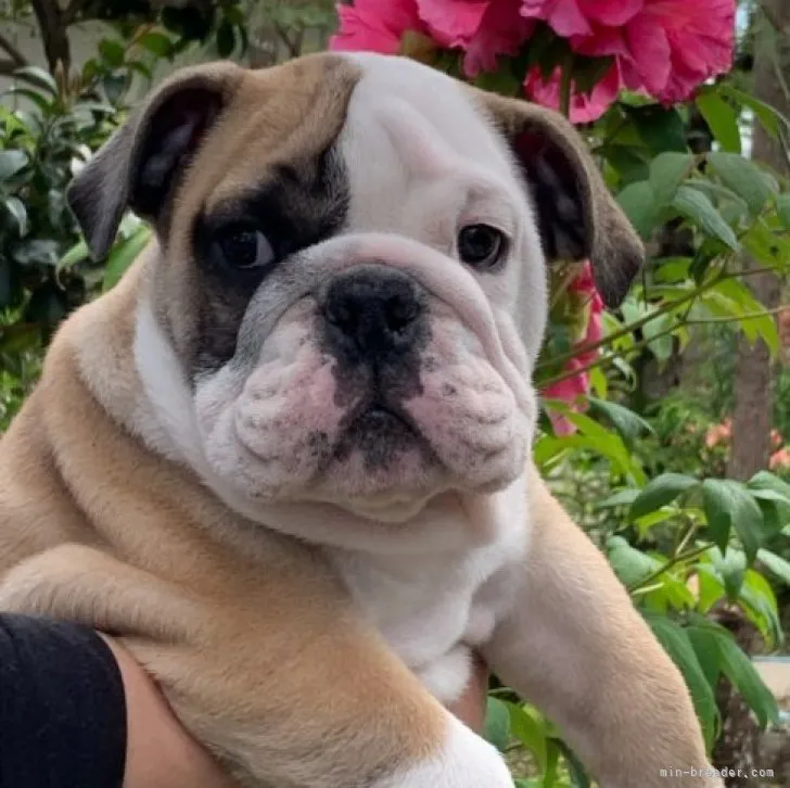 ID：2303-04738の子犬