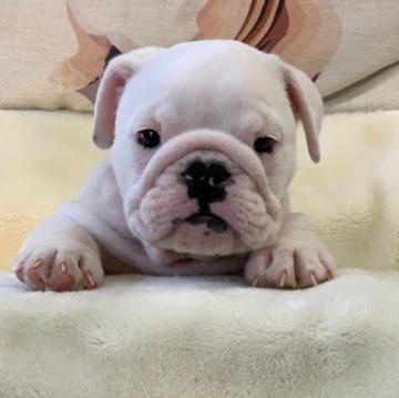 ブルドッグ【埼玉県・女の子・2022年5月12日・レッド&ホワイト】の写真「頭部の大きさとつぶらな瞳」